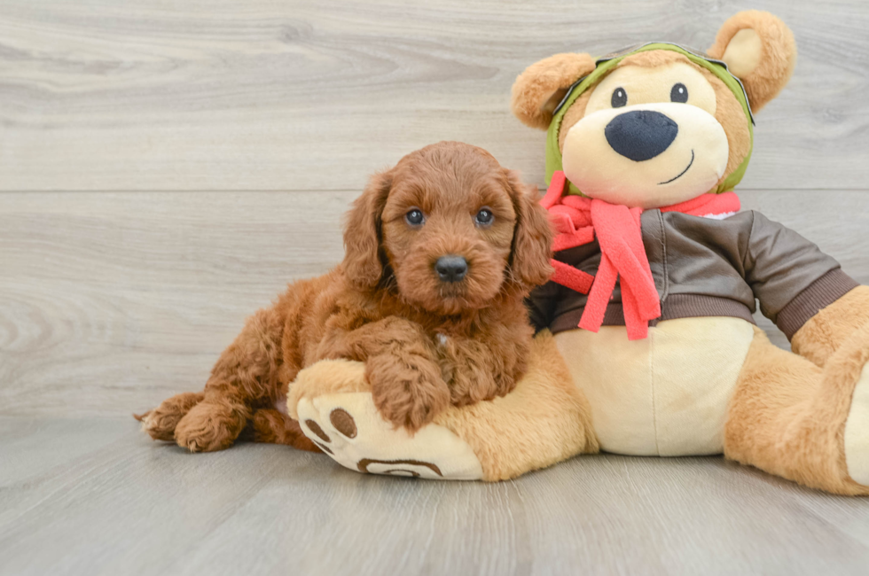 5 week old Mini Goldendoodle Puppy For Sale - Puppy Love PR