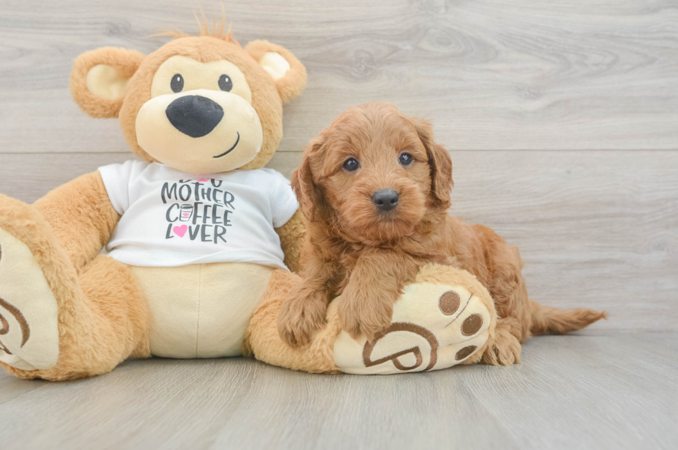 5 week old Mini Goldendoodle Puppy For Sale - Puppy Love PR