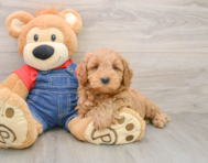 7 week old Mini Goldendoodle Puppy For Sale - Puppy Love PR