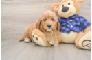 Fluffy Mini Goldendoodle Poodle Mix Pup
