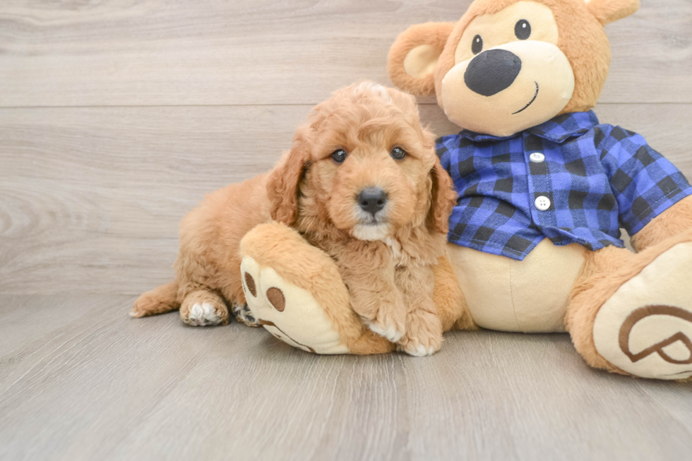 Fluffy Mini Goldendoodle Poodle Mix Pup