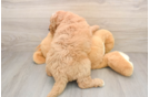 Energetic Golden Doodle Poodle Mix Puppy