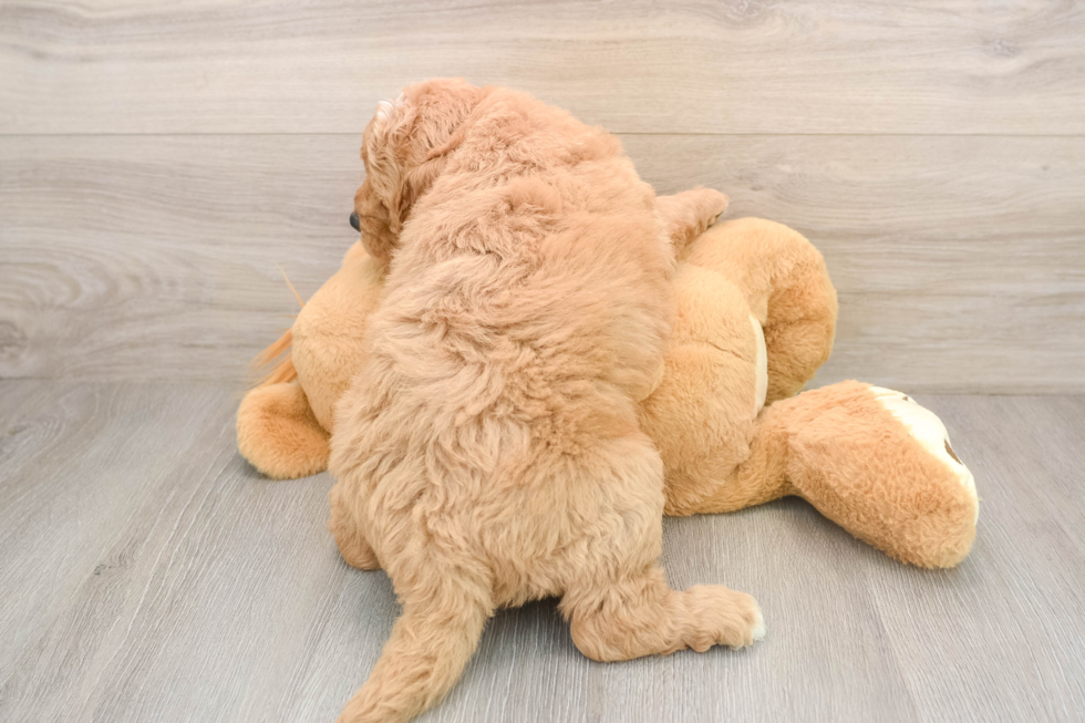 Energetic Golden Doodle Poodle Mix Puppy