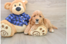 Mini Goldendoodle Puppy for Adoption