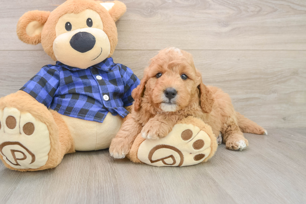 Mini Goldendoodle Puppy for Adoption