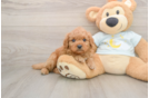 Mini Goldendoodle Puppy for Adoption