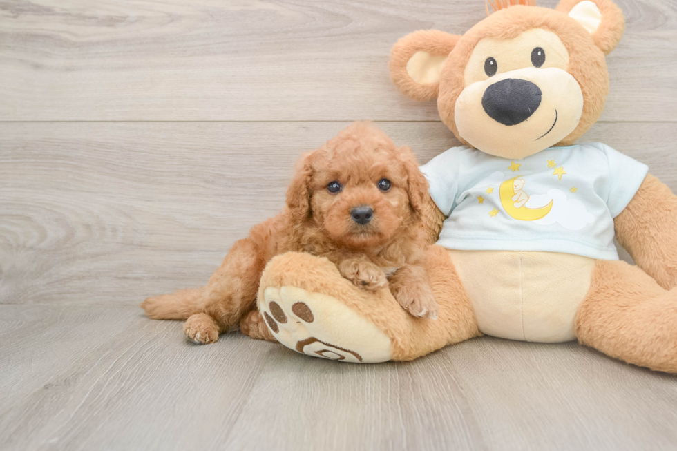 Mini Goldendoodle Puppy for Adoption