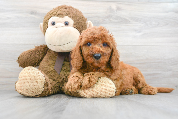 Mini Goldendoodle Pup Being Cute