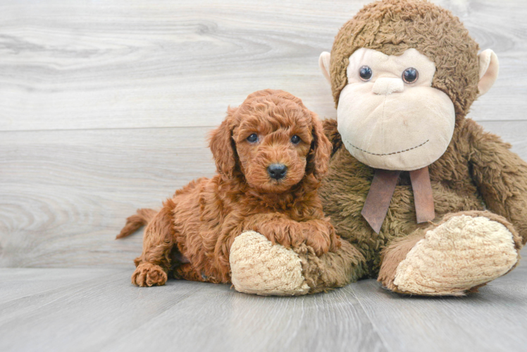 Meet Phil - our Mini Goldendoodle Puppy Photo 1/3 - Puppy Love PR Mini Goldendoodle Pup Being Cute