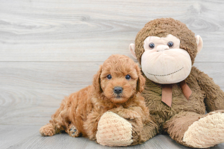 Meet Phoenix - our Mini Goldendoodle Puppy Photo 1/3 - Puppy Love PR Best Mini Goldendoodle Baby