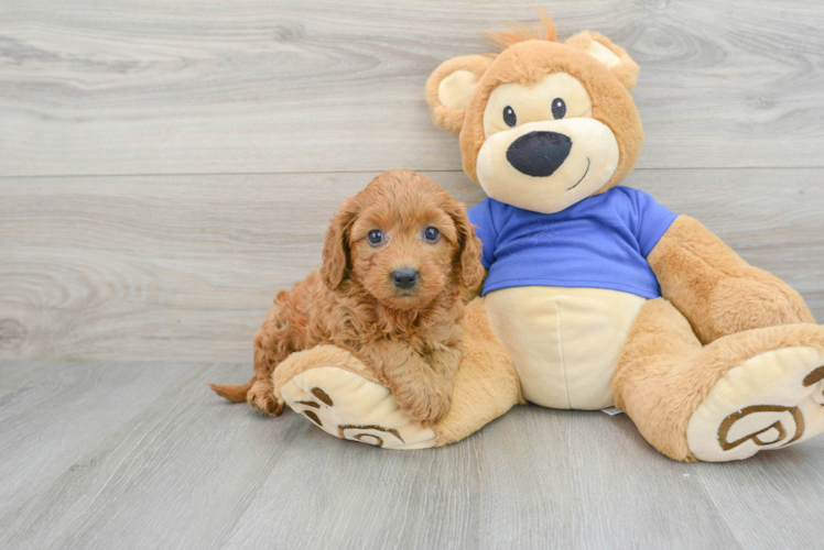Meet Phoenix - our Mini Goldendoodle Puppy Photo 1/3 - Puppy Love PR Little Golden Retriever Poodle Mix Puppy
