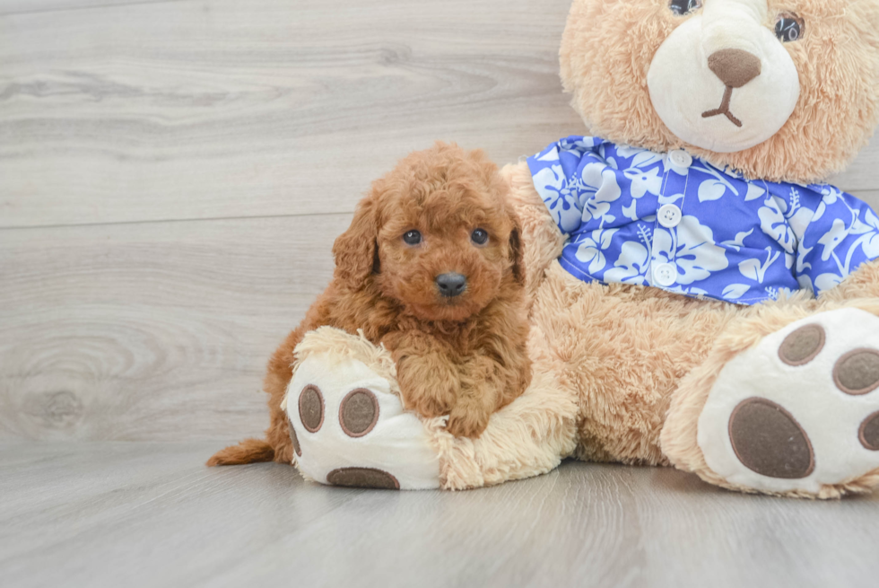 Petite Mini Goldendoodle Poodle Mix Pup