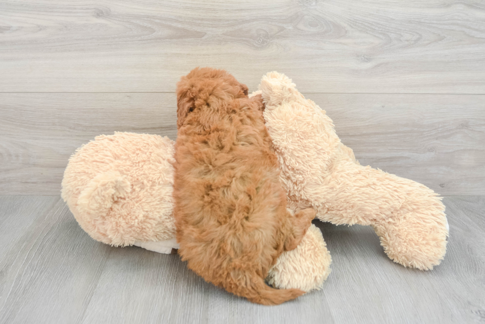 Energetic Golden Retriever Poodle Mix Puppy