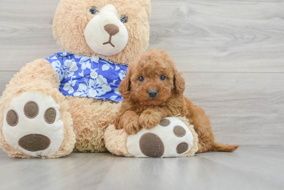 Best Mini Goldendoodle Baby