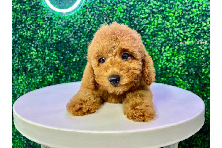 Cute Mini Goldendoodle Poodle Mix Pup