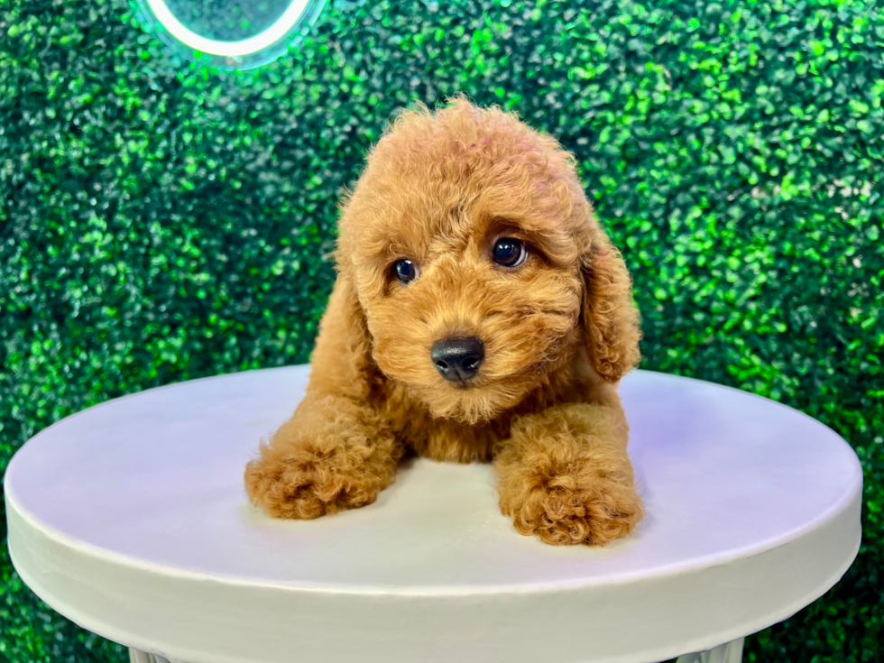 Cute Mini Goldendoodle Poodle Mix Pup