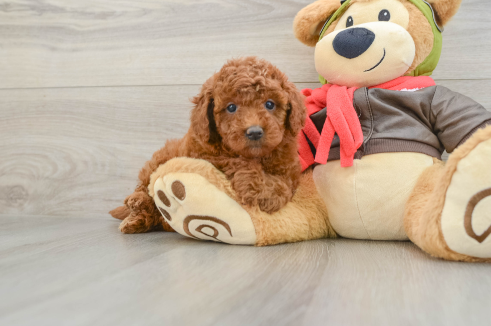 5 week old Mini Goldendoodle Puppy For Sale - Puppy Love PR