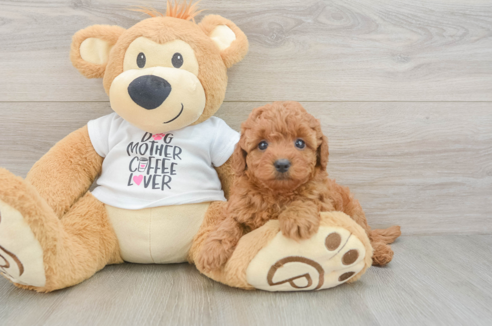 5 week old Mini Goldendoodle Puppy For Sale - Puppy Love PR