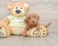 7 week old Mini Goldendoodle Puppy For Sale - Puppy Love PR