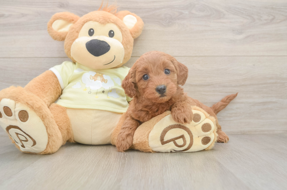 6 week old Mini Goldendoodle Puppy For Sale - Puppy Love PR