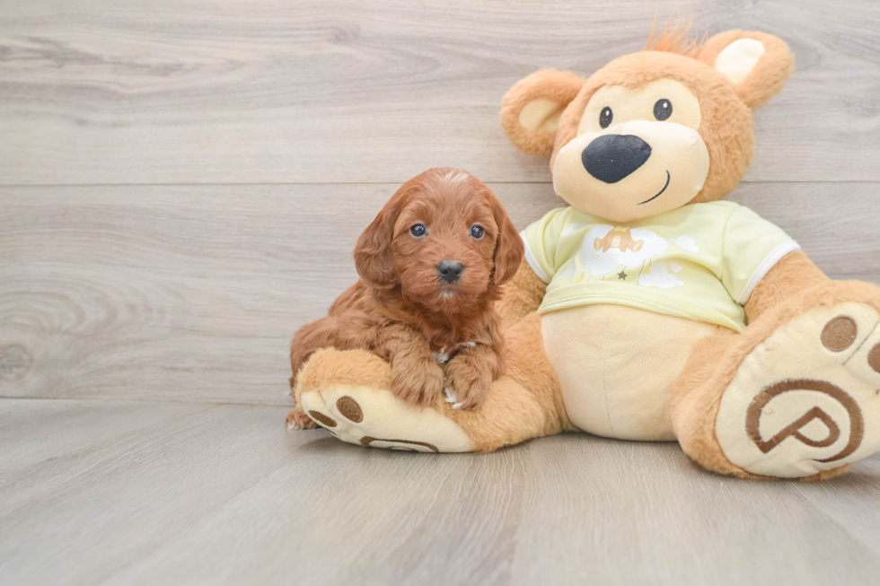 Funny Mini Goldendoodle Poodle Mix Pup
