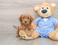7 week old Mini Goldendoodle Puppy For Sale - Puppy Love PR