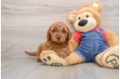 Funny Mini Goldendoodle Poodle Mix Pup