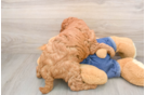 Mini Goldendoodle Pup Being Cute