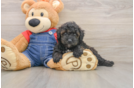 Hypoallergenic Mini Goldiepoo Poodle Mix Puppy