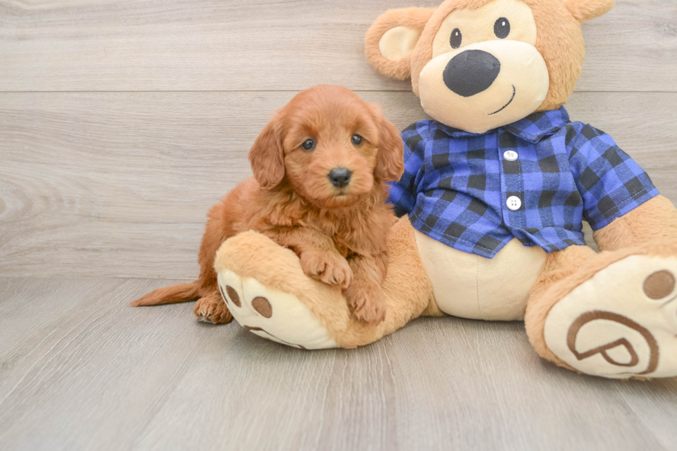 Mini Goldendoodle Pup Being Cute