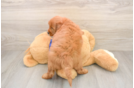 Mini Goldendoodle Puppy for Adoption