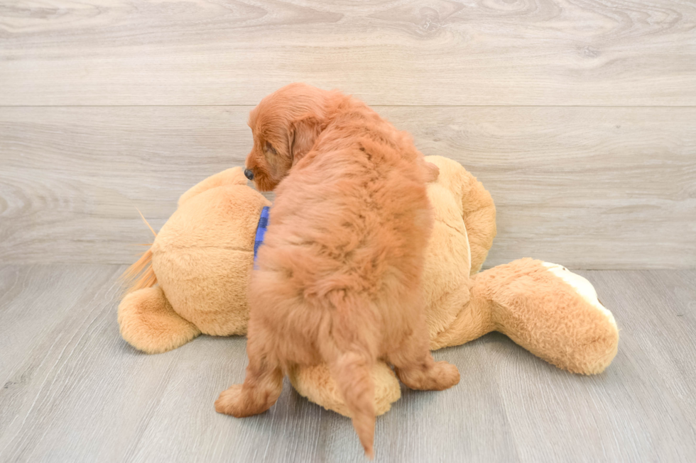 Mini Goldendoodle Puppy for Adoption