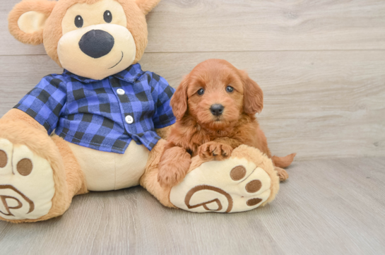 Mini Goldendoodle Puppy for Adoption