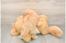 Mini Goldendoodle Pup Being Cute