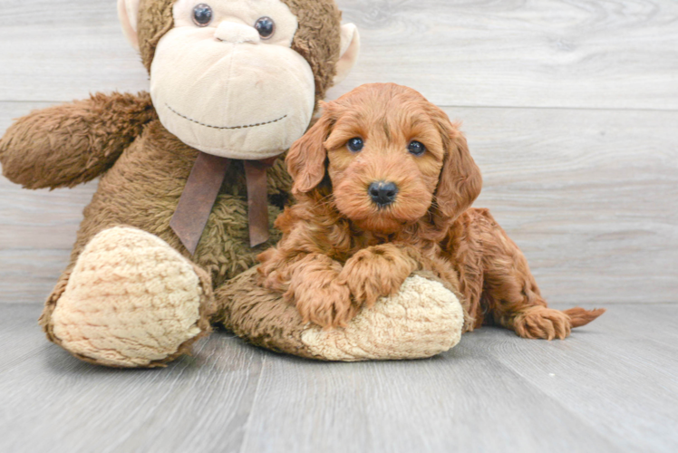 Meet Phoenix - our Mini Goldendoodle Puppy Photo 1/3 - Puppy Love PR Playful Golden Retriever Poodle Mix Puppy