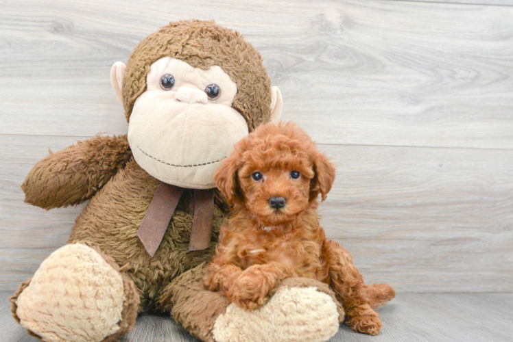 Happy Mini Goldendoodle Baby