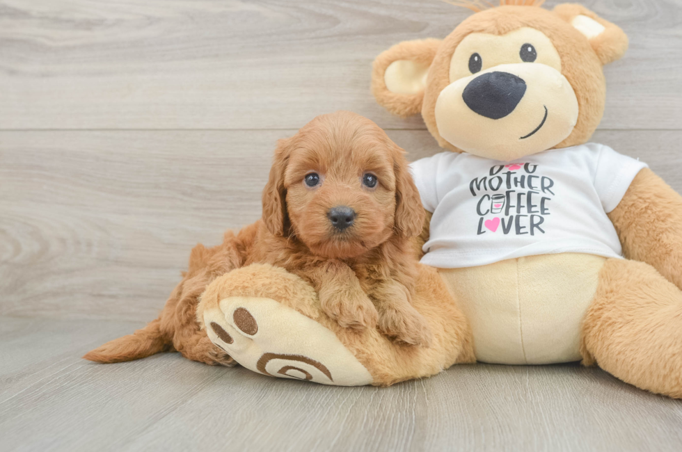 5 week old Mini Goldendoodle Puppy For Sale - Puppy Love PR