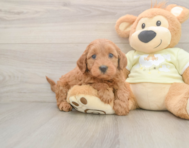 8 week old Mini Goldendoodle Puppy For Sale - Puppy Love PR