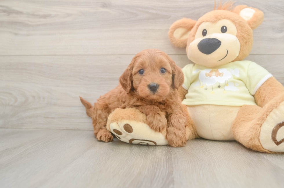 6 week old Mini Goldendoodle Puppy For Sale - Puppy Love PR