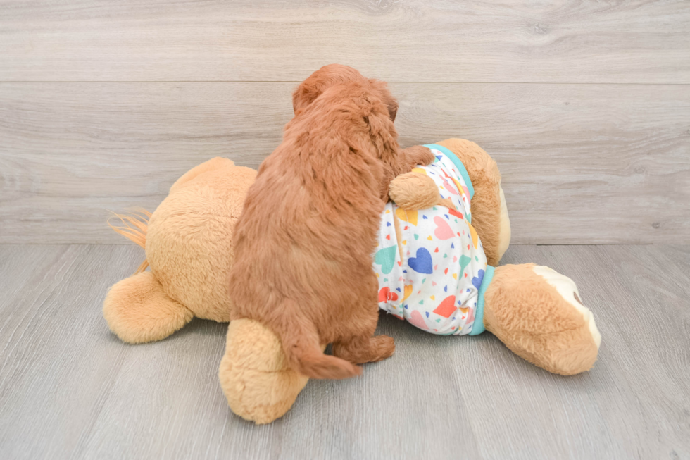 Playful Mini Groodle Poodle Mix Puppy