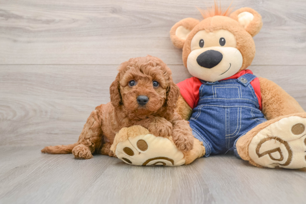 Mini Goldendoodle Puppy for Adoption