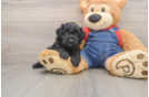 Playful Mini Groodle Poodle Mix Puppy
