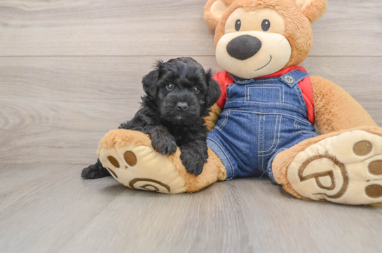Playful Mini Groodle Poodle Mix Puppy