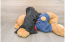 Best Mini Goldendoodle Baby