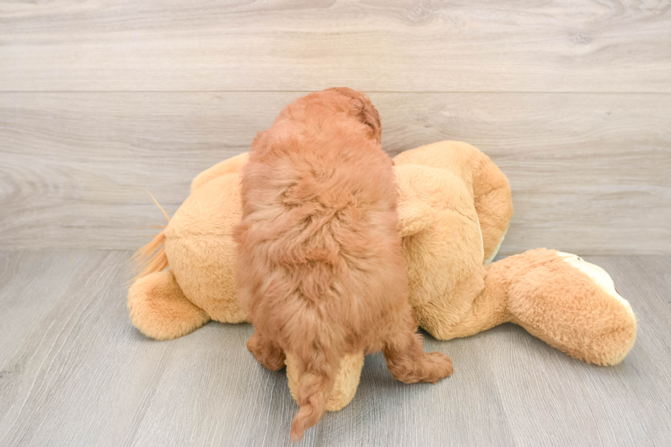 Hypoallergenic Mini Goldiepoo Poodle Mix Puppy