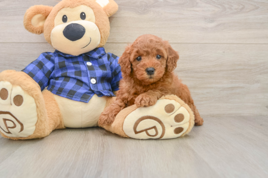 Mini Goldendoodle Pup Being Cute