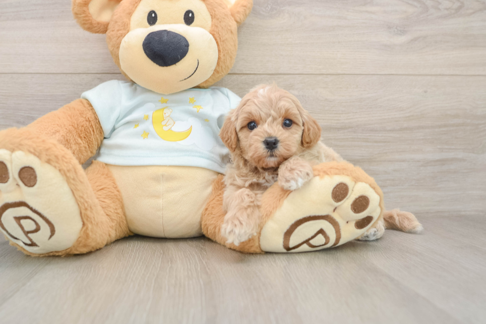Small Mini Goldendoodle Baby