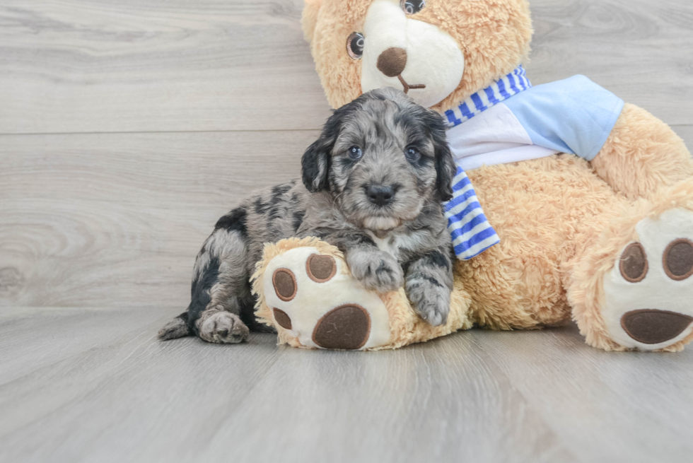 Best Mini Goldendoodle Baby