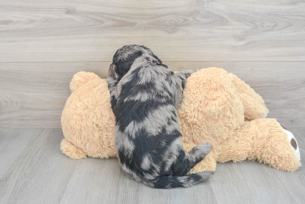 Funny Mini Goldendoodle Poodle Mix Pup