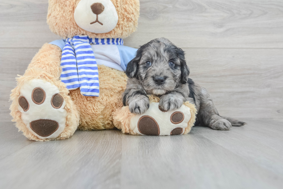 Mini Goldendoodle Pup Being Cute